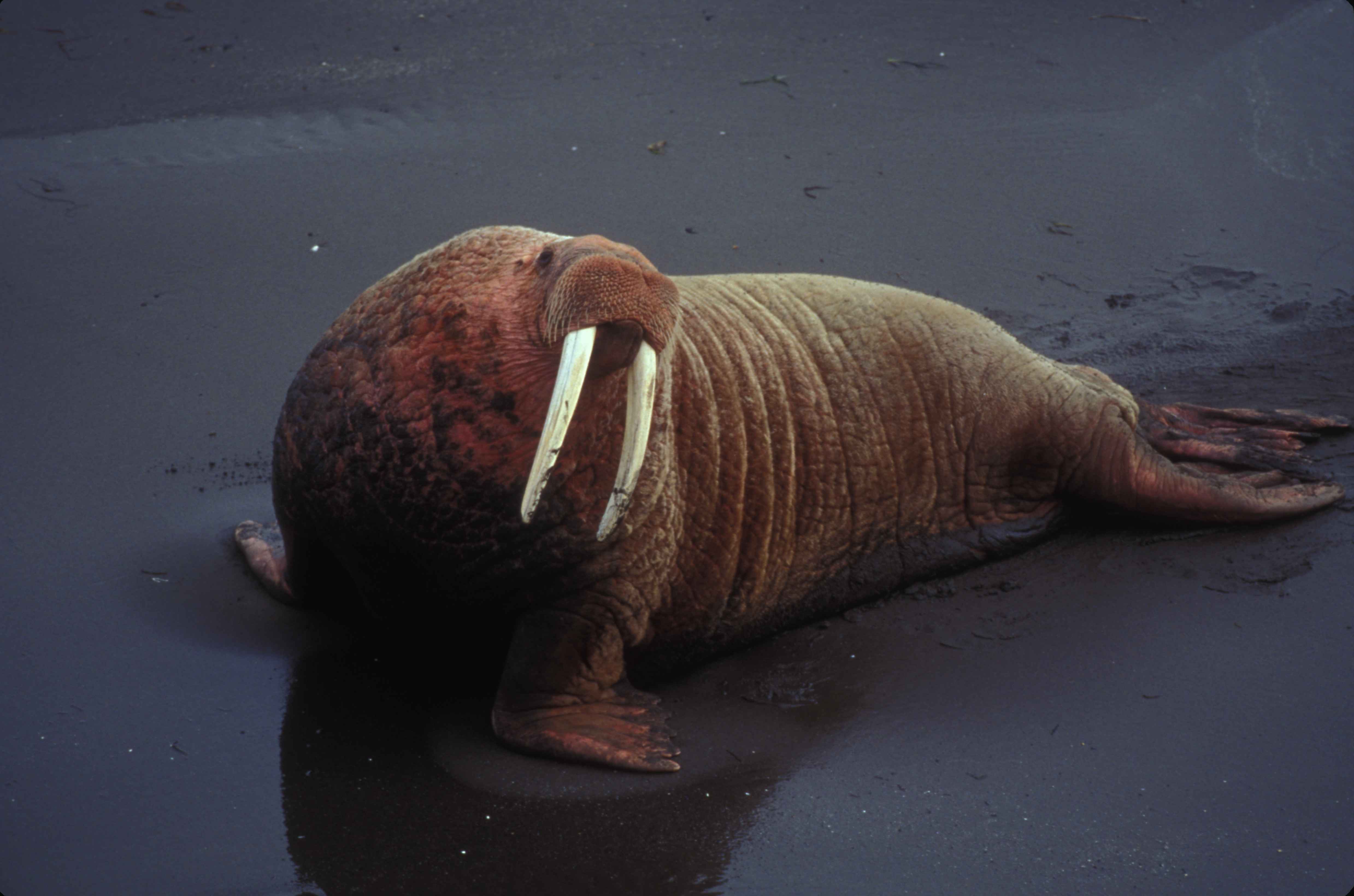 a walrus